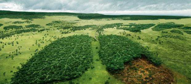 La naturaleza está en peligro y es nuestro deber protegerla La naturaleza está en peligro y es nuestro deber protegerla