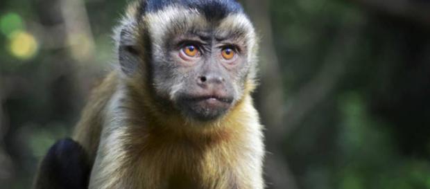 Los animales saben cuándo son tratados injustamente (y no les ... - elpais.com Los animales saben cuándo son tratados injustamente (y no les ... - elpais.com