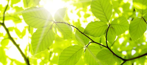 No solo los humanos y animales sufren cuando sube el mercurio, las plantas también sienten el calor. No solo los humanos y animales sufren cuando sube el mercurio, las plantas también sienten el calor.