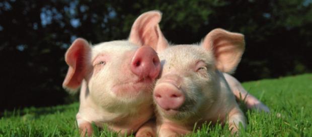 ¿Por qué hacer daño a las criaturas que habitan la Tierra igual que nosotros? ¿Por qué hacer daño a las criaturas que habitan la Tierra igual que nosotros?