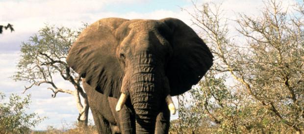 Species Spotlight: African Elephant | Pages | WWF - worldwildlife.org Species Spotlight: African Elephant | Pages | WWF - worldwildlife.org