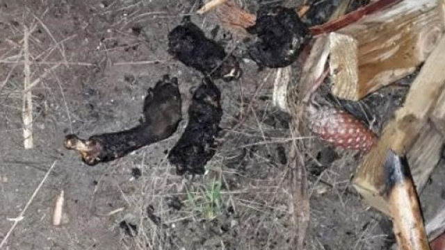 I resti del povero cagnolino, che un migranet voleva mangiare