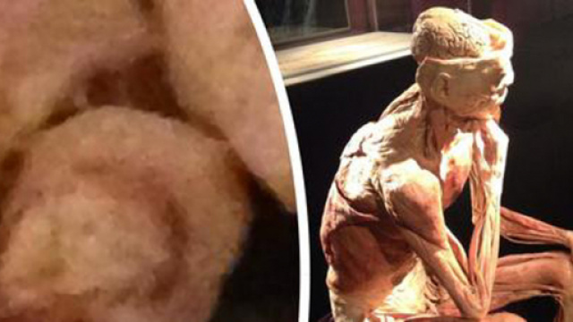 Tentativi di furto presso la mostra dei corpi plastinati