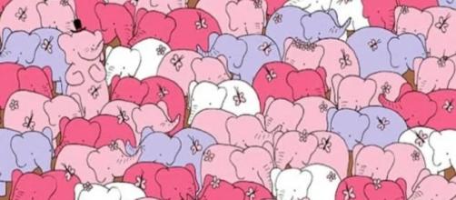 Il rompicapo degli elefanti: nel web è virale