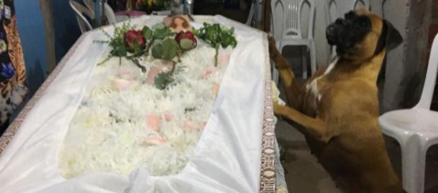 Cadela emociona familiares ao velar corpo de dona que faleceu em Teresina Cadela emociona familiares ao velar corpo de dona que faleceu em Teresina