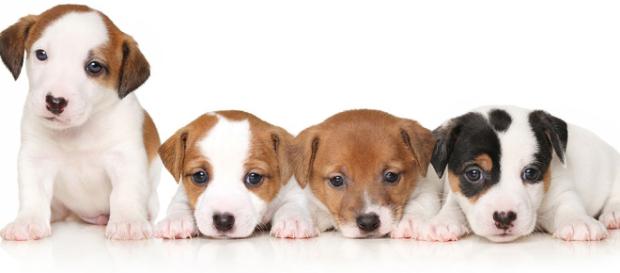 Eliminar la crianza de cachorro para venta Eliminar la crianza de cachorro para venta