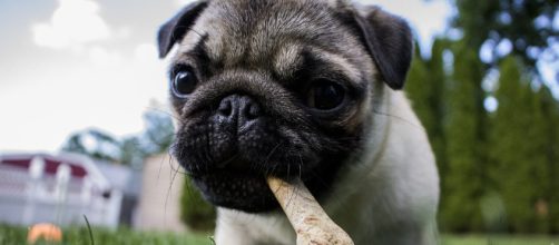 Several Dog Food Products Recalled Over Salmonella Concerns for Pets and Humans - Image via Pixabay ... - pixabay.com
