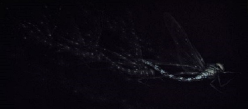 Vol de Nuit de Mikio Watanabé, Manière noire, 2015