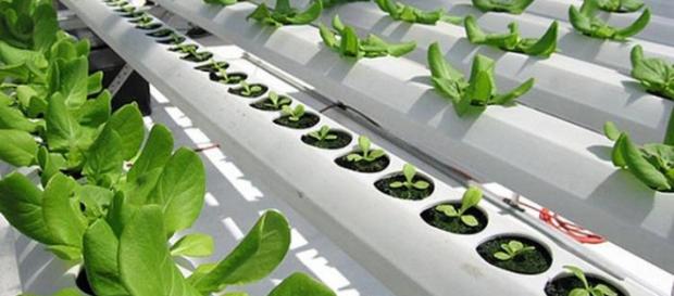 Agricultura sin suelo alternativas a la demanda de tierras agrícolas. Agricultura sin suelo alternativas a la demanda de tierras agrícolas.