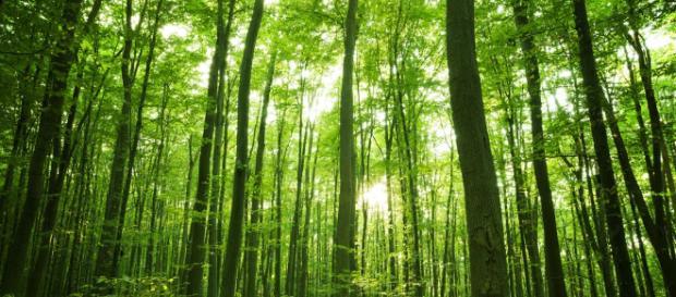 Cuando se trata de esparcir sus semillas, muchos árboles en la selva dependen de los animales Cuando se trata de esparcir sus semillas, muchos árboles en la selva dependen de los animales