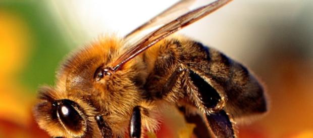 Los pesticidas sí pueden estár acabando con las abejas y lo ... - xataka.com Los pesticidas sí pueden estár acabando con las abejas y lo ... - xataka.com