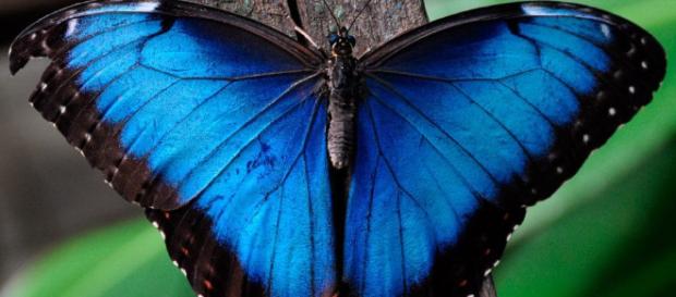 Mariposa azul: Características, significado, peligro de extinción ... - hablemosdeinsectos.com Mariposa azul: Características, significado, peligro de extinción ... - hablemosdeinsectos.com