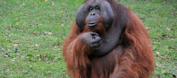 Pongo es un género de primates haplorrinos de la familia Hominidae más conocidos como orangutanes. Pongo es un género de primates haplorrinos de la familia Hominidae más conocidos como orangutanes.