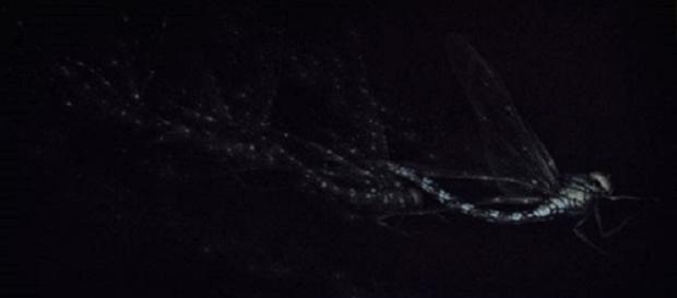 Vol de Nuit de Mikio Watanabé, Manière noire, 2015 Vol de Nuit de Mikio Watanabé, Manière noire, 2015