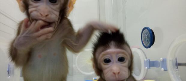 Ya nacieron nuestros primos Zhong Zhong y Hua Hua, dos monos. Ya nacieron nuestros primos Zhong Zhong y Hua Hua, dos monos.