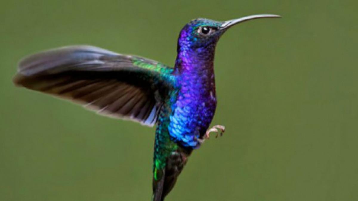 Resultado de imagen para colibri
