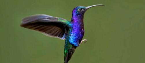 Con bellos colores y una capacidad de volar peculiar, el colibrí está lleno de curiosidades