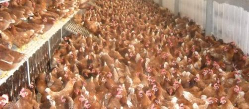 Salmonella in un allevamento di galline: ecco l'avviso dell'Ausl