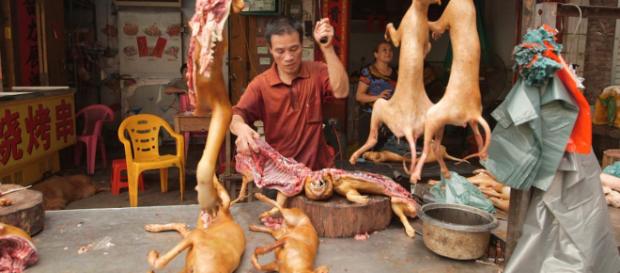 Comes carne de perro pregunta dificil de contestar. Comes carne de perro pregunta dificil de contestar.