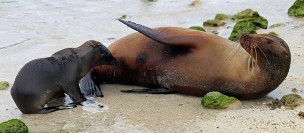 Diferencias entre focas y leones marinos - focaswiki.com Diferencias entre focas y leones marinos - focaswiki.com