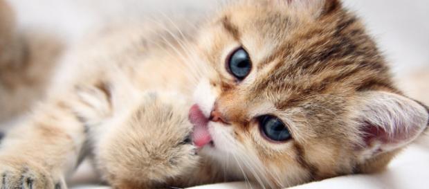 É possível evitar que essas fofuras façam o que quiserem? É possível evitar que essas fofuras façam o que quiserem?