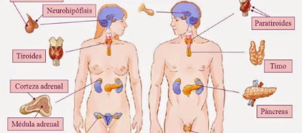 Puzzle de Sistema Endocrino , rompecabezas de - puzzlesjunior.com Puzzle de Sistema Endocrino , rompecabezas de - puzzlesjunior.com