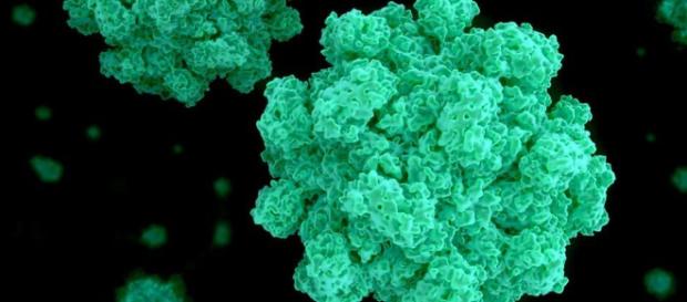 Vómitos, diarrea y deshidratación: ¿por qué el norovirus es tan ... - com.do Vómitos, diarrea y deshidratación: ¿por qué el norovirus es tan ... - com.do
