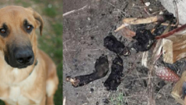 Cane scuoiato e arrostito alla brace da un migrante