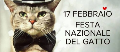 Oggi è la Festa nazionale del gatto | Informagiovani Agropoli - informagiovaniagropoli.it
