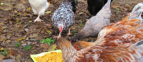 Salmonella riscontrata in un allevamento di galline: il luogo interessato