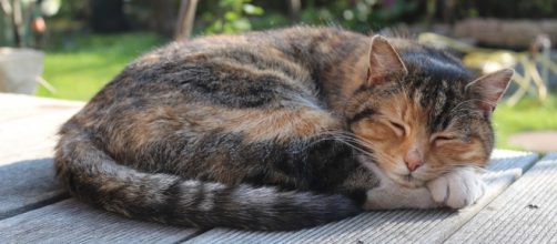 Todos soñamos, incluso los animales, pero pocos sabemos por qué