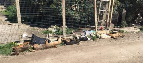 Una drammatica immagine dei cani avvelenati a Sciacca