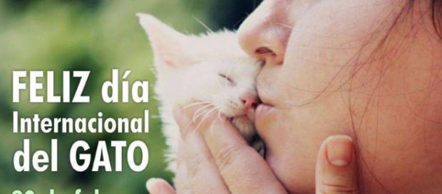 Celebran 'Día Internacional del Gato' | nayaritenlinea.mx - nayaritenlinea.mx Celebran 'Día Internacional del Gato' | nayaritenlinea.mx - nayaritenlinea.mx