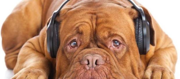 El gran consumismo de comer carne de perro El gran consumismo de comer carne de perro