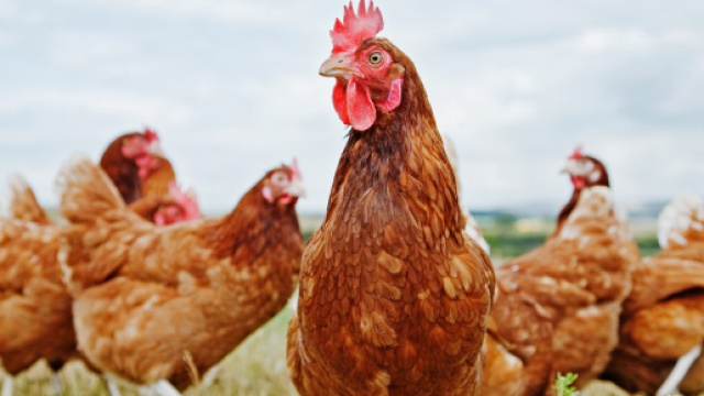 Allarme Salmonella: 18.000 galline macellate