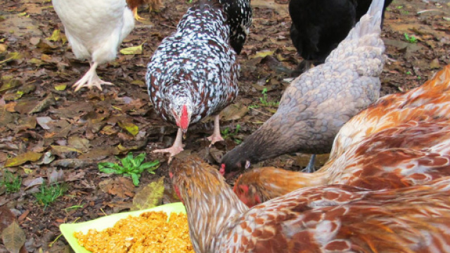 Salmonella riscontrata in un allevamento di galline: il luogo interessato