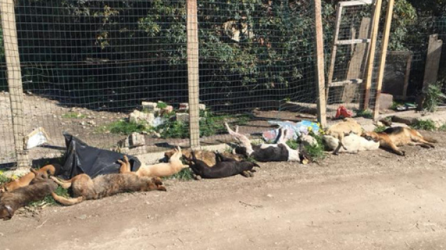 Una drammatica immagine dei cani avvelenati a Sciacca
