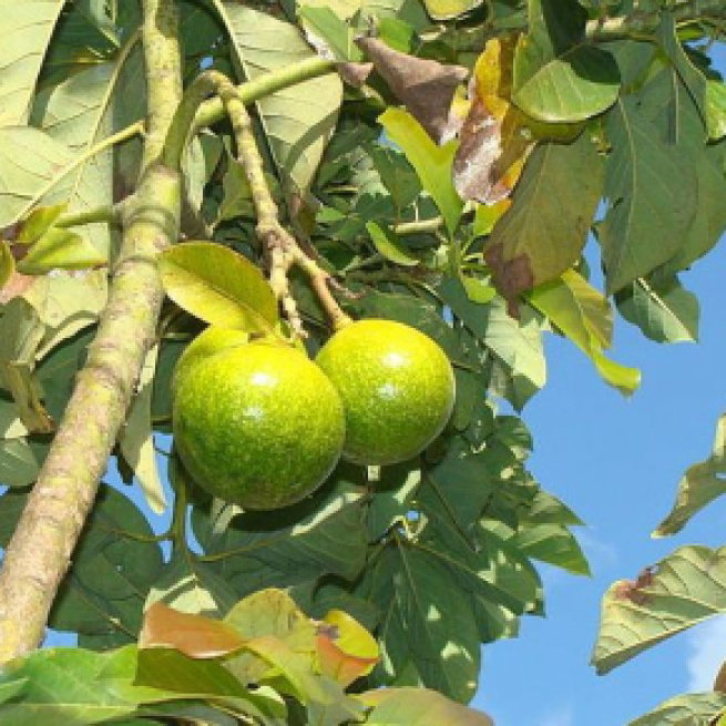 Las frutas son de suma importancia en la vida del hombre.