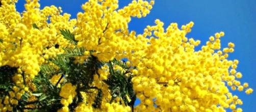 Auguri Festa Delle Donne 2018 Frasi Per L 8 Marzo