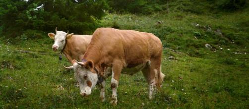 Cows similar to the breed of cow that escaped being slaughtered - Flickr
