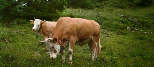 Cows similar to the breed of cow that escaped being slaughtered - Flickr