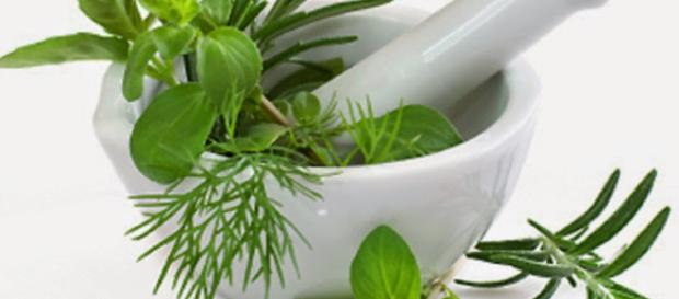 7 Maravillosas Plantas Medicinales para controlar la Diabetes de ... - blogspot.com 7 Maravillosas Plantas Medicinales para controlar la Diabetes de ... - blogspot.com