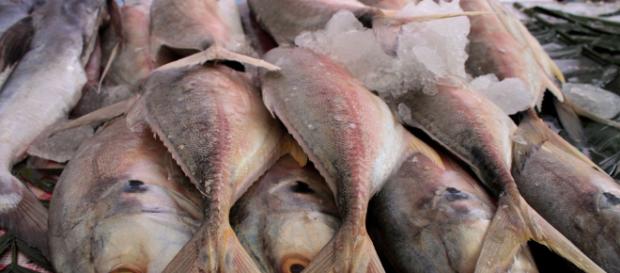 Comer pescado, bueno para la salud - com.mx Comer pescado, bueno para la salud - com.mx