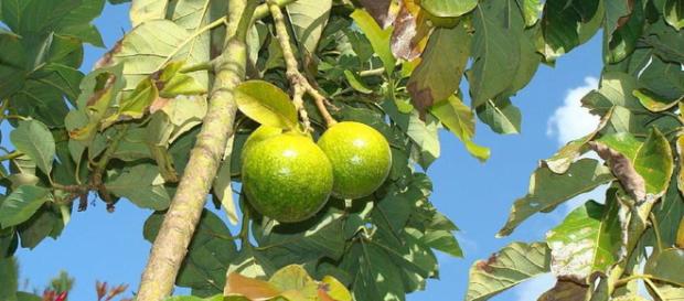 Las frutas son de suma importancia en la vida del hombre. Las frutas son de suma importancia en la vida del hombre.