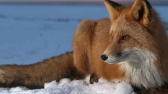 La Volpe: animali totem. Simbologia e significato. - Music ... - altervista.org