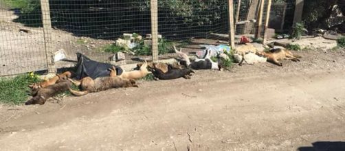 Indignazione in tutta Italia per la mattanza di cani randagi a Sciacca [fonte: Alfio Romeo - Facebook]