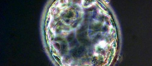 Ricercatori californiani hanno annunciato la creazione del primo embrione ibrido uomo-pecora