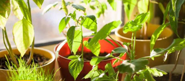 12 Plantas Domésticas Que Mejoran Calidad del Aire Interior - mercola.com 12 Plantas Domésticas Que Mejoran Calidad del Aire Interior - mercola.com