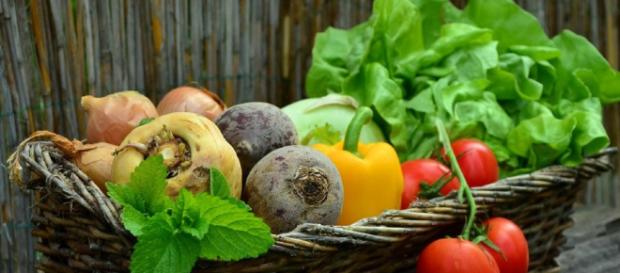 Alimentación Ecológica: La agricultura orgánica puede alimentar. Alimentación Ecológica: La agricultura orgánica puede alimentar.