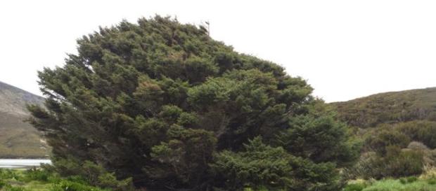 El arbol mas grande y solitario del mundo El arbol mas grande y solitario del mundo